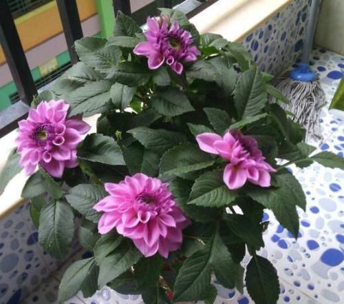 『躲雨』千奇百怪的花卉中,有这么2种植物,不喜欢下雨天,需在室内躲雨