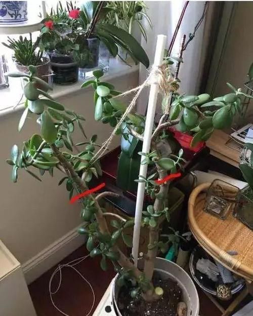 放在散射光好的地方■养了20年的玉树,杆子比大腿还粗,满树白花跟下雪了一样