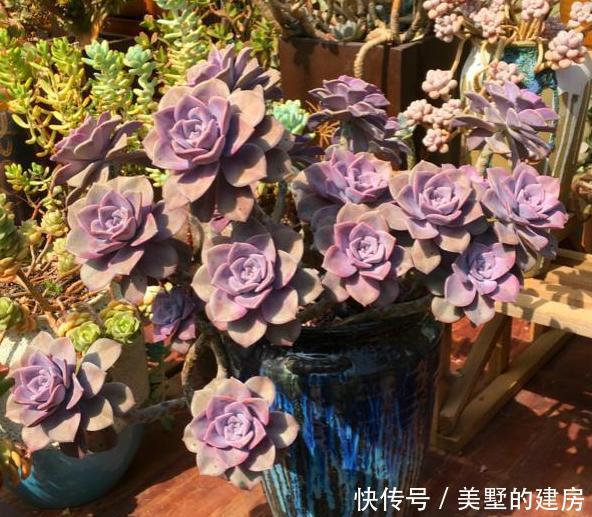 可爱的小:多肉长“气根”,只和“1件事”关系大,别弄错了