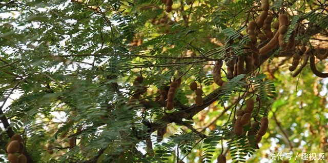 农村一种罕见的野果，10年才结一次果，你吃过吗