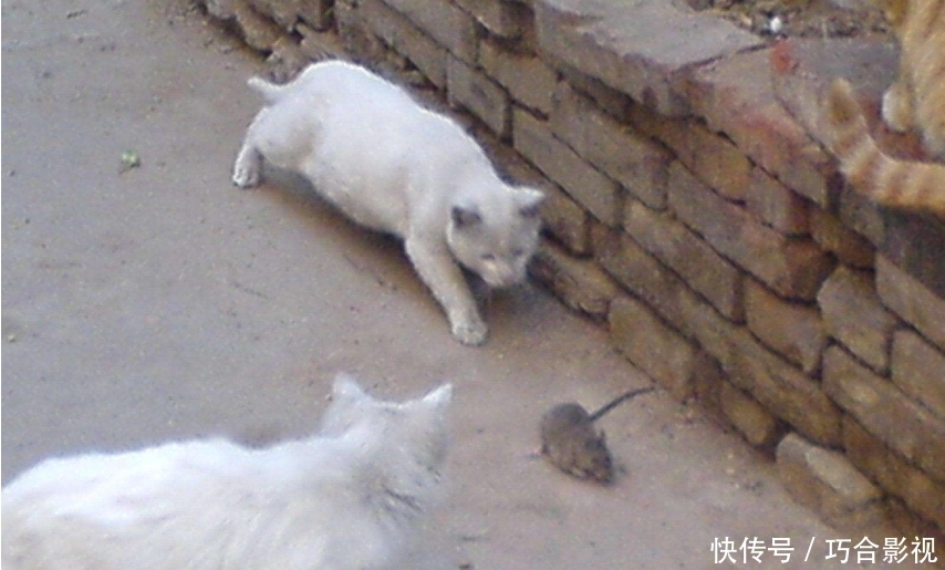 为什么现在在城市和农村都很少见到有老鼠？