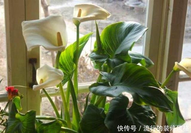  『种子』通过种子萌发成盆栽，为何没有一棵苗？少了哪一步？