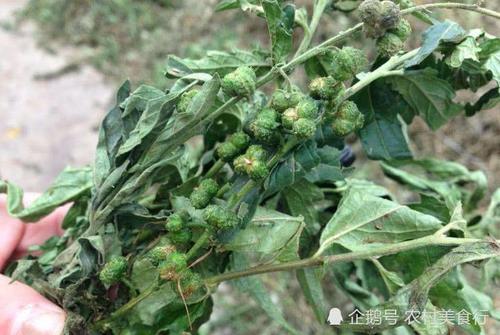 这野草的果实像珍珠，如今可遇不可求，价值十分珍贵，见到请珍惜