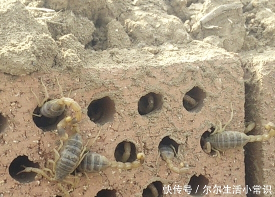 很多人都在养蝎子，为什么那么多人养蝎子会失败？