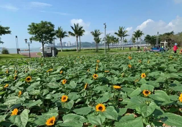  公园的向：超罕见白色、黑色向日葵！8千㎡花海！就藏在珠海市区！