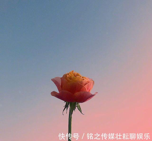 #好运#「晚安」再等等,花都开好了,你的好运也快来了