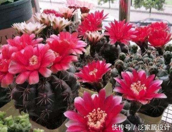 『品种』小小仙人球,品种几千个,开花似玉盘,便宜也惊艳