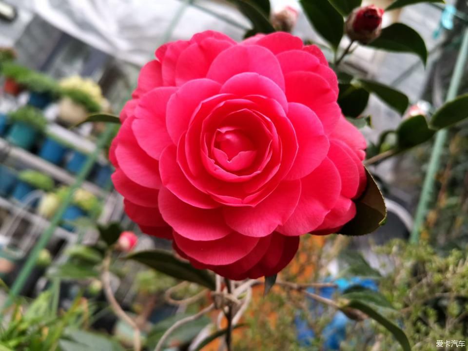  春天@我家的花花草草第十三季-鼠年春天花开满园