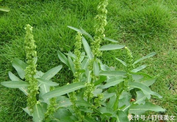 杂草■酸模见于路旁边,杂草挚爱体贴语
