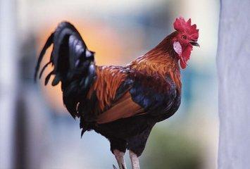 新品种长尾巴公鸡价值昂贵，市民却坦言：白送也不敢吃