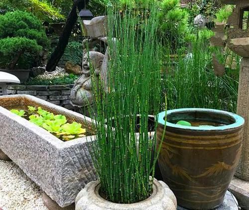 漂亮■一种小野草，长得太“独特”，花店老板稍加“修饰”，一盆100元
