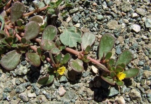 『老桩』一根野草枝养成一盆老桩,马齿苋就有这个能力,摘顶修芽是关键