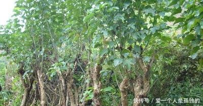 过去是农民的心头恨，如今却靠它发了财，亩产值高达28000元