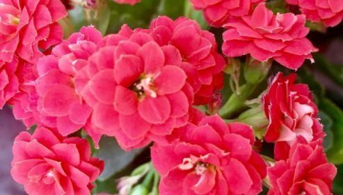 『浪漫宝贝』新手养花推荐,此四款花朵超好养,开花绚丽,枝繁叶茂开花香喷喷