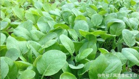 农村致富小项目