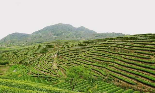  风景：茶山风景无限美！茶山的美让我们心动！