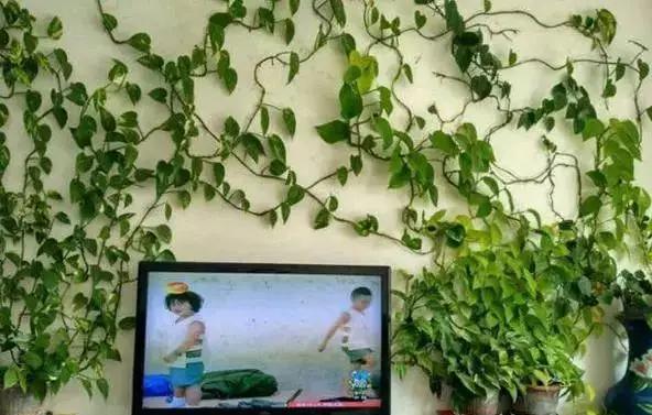  #花友#绿萝虽然很平常，打扮一下也能很惊艳！做一做造型，好看不少哦！
