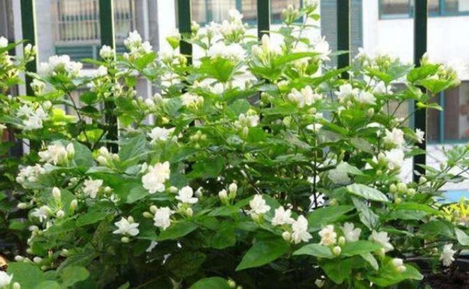 #长春花#现在就养“4种花”,花朵开正旺,随手一养就爆盆,开成小花园!