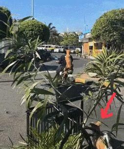  「明明」明明养的是狗，可主人太想要猫了，所以...