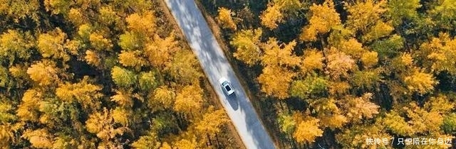 呼伦贝尔的秋天，美的太高级