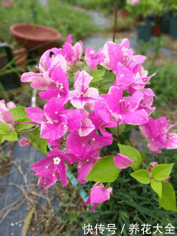 这3种花,家里要是有1棵,给多少钱都不卖!