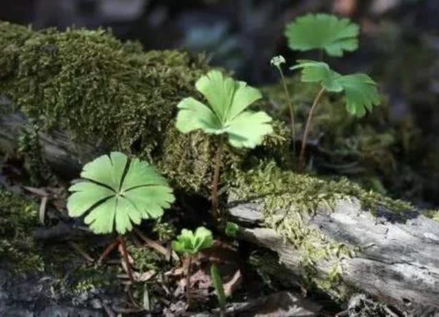  #人称#1种“野草”珍贵，1棵只有“1片叶”，人称“独叶草”，请珍惜！