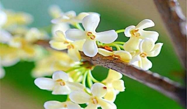  『当年』桂花是由当年生新梢侧芽形成花芽而开花的，桂花树这样修剪，桂香飘满院