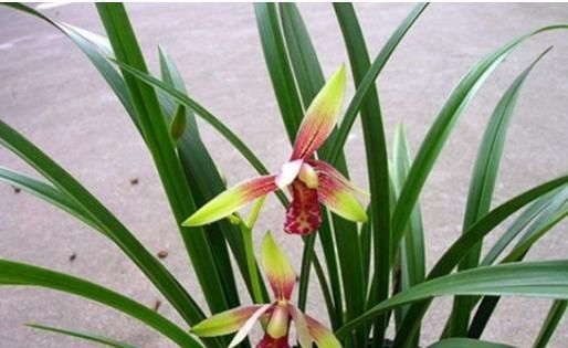  新芽■夏天养兰花，‘神水’喷一喷， 瞬间长新芽，长势特旺，根壮开花多