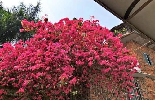  阳光@阳台上最适合养的5种花，有阳光就能活，花期长而且颜值还高