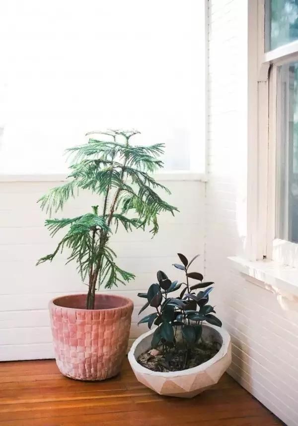  【自带】自带镇宅安家的30种大植物，满满都是安全感