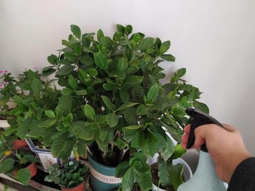  「栀子花」栀子花花苞掉一地?，改改几个“臭毛病”，大花苞砰砰开