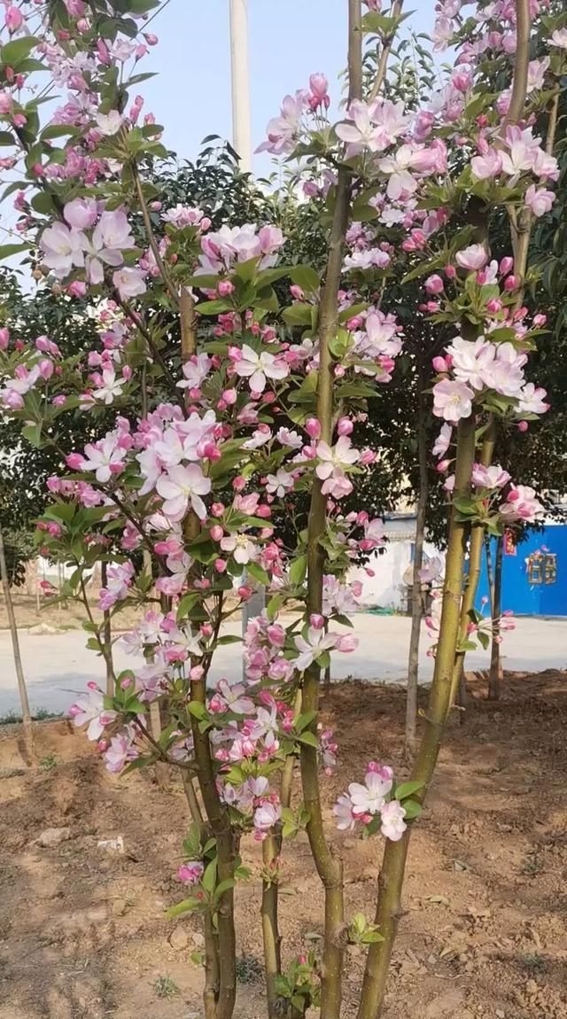  『柳丝』枝头柳丝绿，陌上花又红