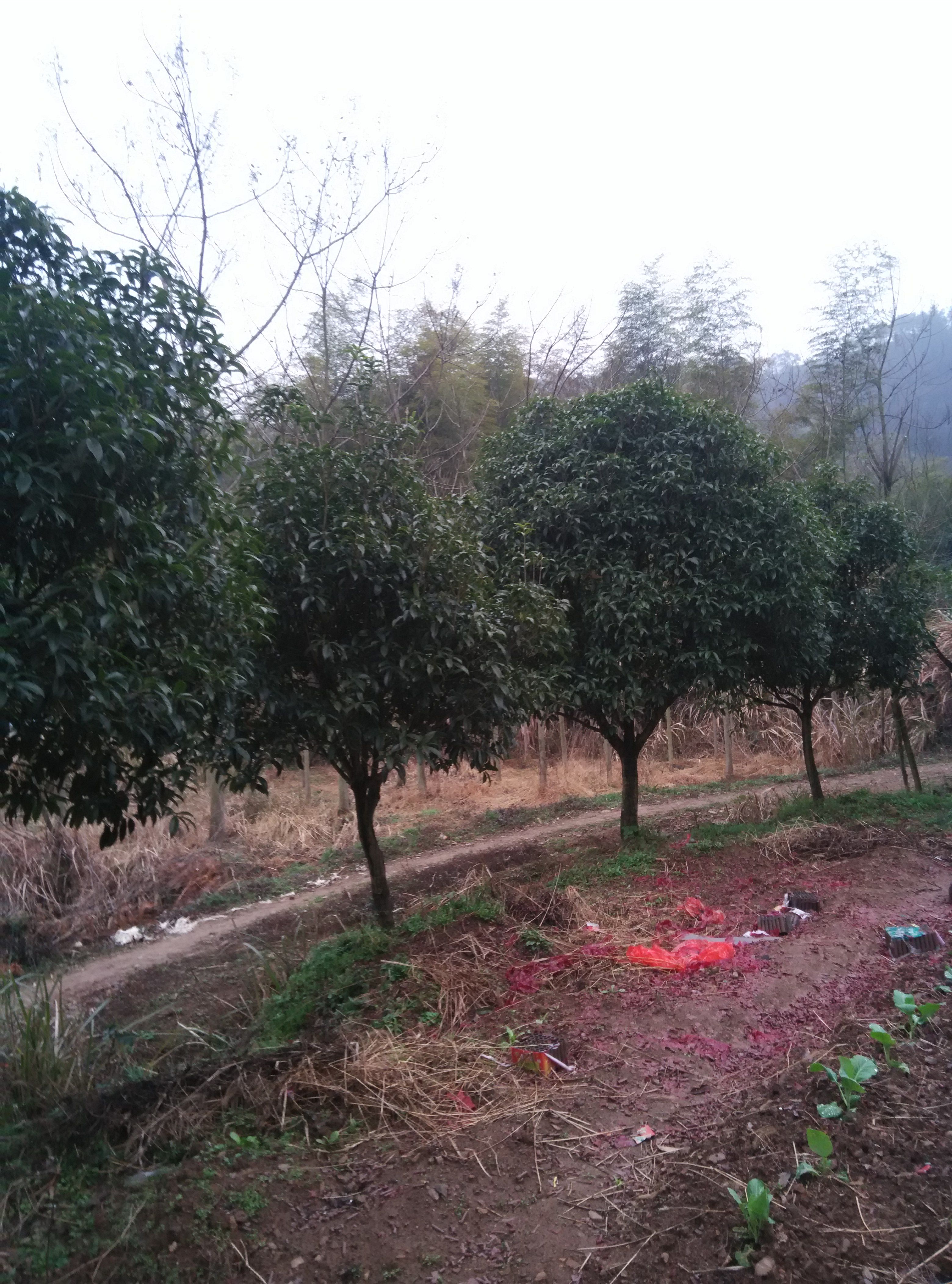 以前像这样的桂花树，很抢手，能卖四五千，现在都没有人收购了