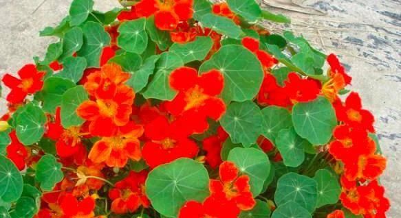  [帮忙]想把阳台变“花海”，3种花来帮忙，叶少花多，一年四季开不停