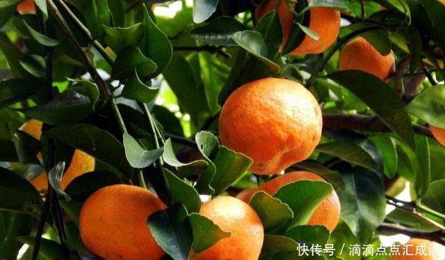  「种植」2种“水果”种阳台，好吃又好看，结果多又甜，一次吃个够