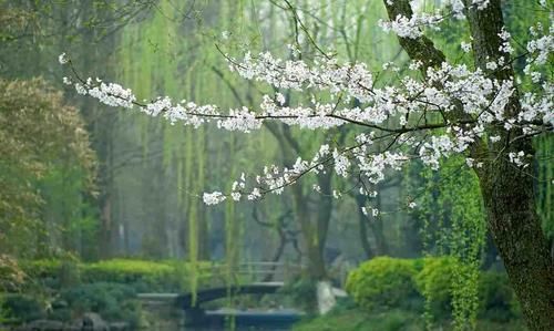  【红叶李】这6种植物，一到春天满树繁花，路过花瓣都能落头上！