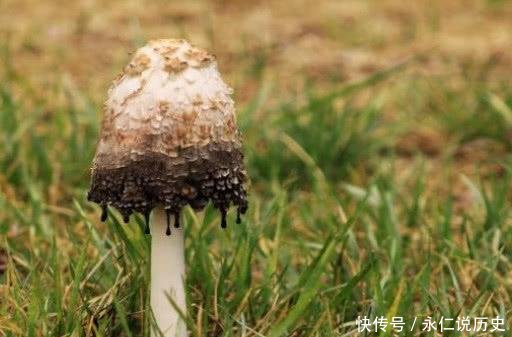 农村草地上的这种野味，长得像“鸡腿”，据说价值很珍贵