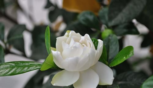  「栀子花」水培栀子花什么时候开，如何管理水培栀子花？一起来了解一下吧！