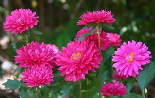  黄花■喜欢菊花，首选“珍稀名菊”洹水红梅，花似红梅，蕊黄花艳！