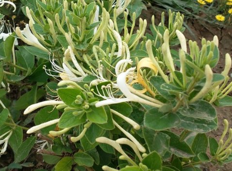  『记住』盆栽金银花，记住“4个”细节，开花开到爆盆，一年爬满阳台
