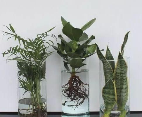  『过程中』水培花草植物该注意哪些细节？明确3个条件，养一盆旺一盆