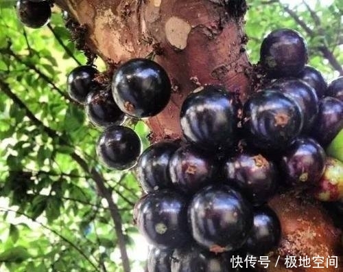 1棵山竹树1次结果几千个，为啥山竹还那么贵30年老果农说出真相