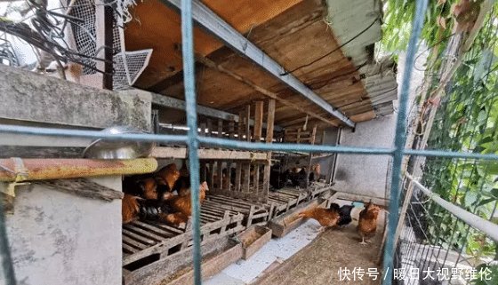 广西一小区有个“空中农场”， 一栋楼楼顶就清理出100只鸡！