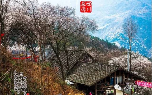 再过20天，中国将花开成海，错过再等一年