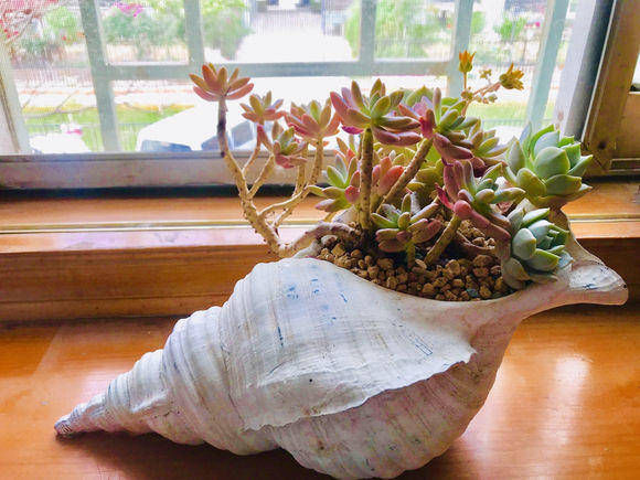  #肉语#肉圈里的多肉“暗语”，这些你都知道吗？教你学说肉言肉语