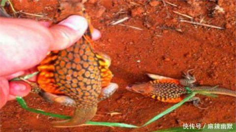 农村老汉在田地里挖地瓜，没想到还有意外收获，老汉顿时兴奋不已