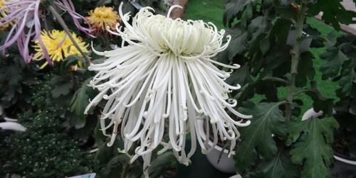  #花型#喜欢玫瑰，不如养盆“北方名菊”芳溪细雨，清新高雅，花型飘逸！