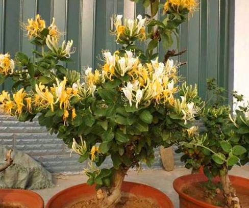  【迎春花】2种植物开花达100天，越“老”越有价值，还能当作“传家宝”