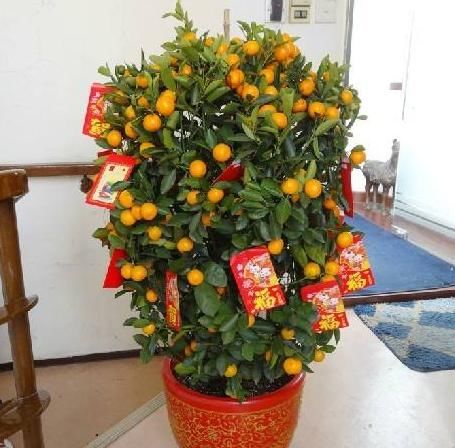  果实■家里养盆“吉祥果”，学会“这4招”，叶片翠绿，金黄果子满枝头
