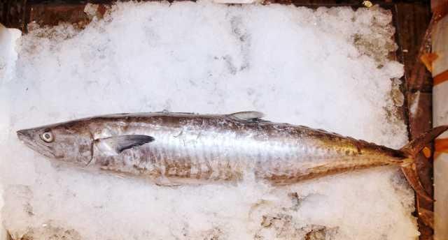  「小世界」大湾区小世界：猪肉已经吃不起？来吃开渔后的海鲜吧